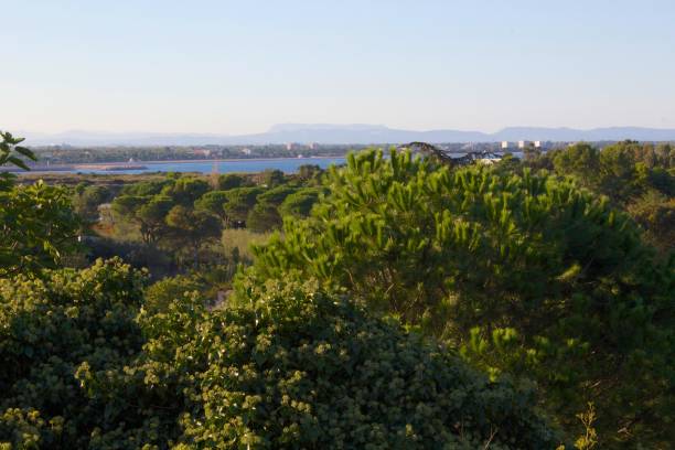 istock pine trees with the mediterranean sea beyond. 1156235029