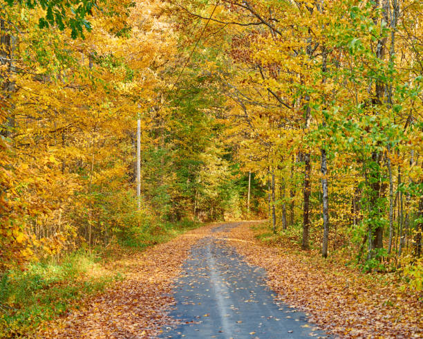 istock Autumn road in Maine 1156236237