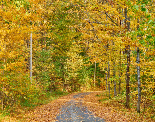 istock Autumn road in Maine 1156236240