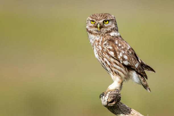 little owl, athene noctua, stands on a stick on a beautiful background - night perching owl imagens e fotografias de stock