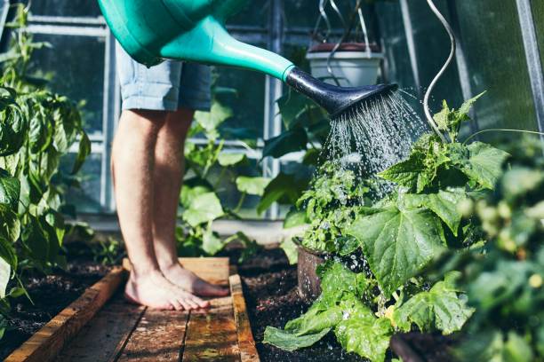 jardinier travaillant dans la serre chaude - pouring growth can water photos et images de collection