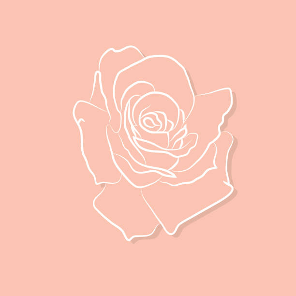 Beautiful Contour with Rose Flower Beautiful Contour with Rose Flower rose petal stock illustrations