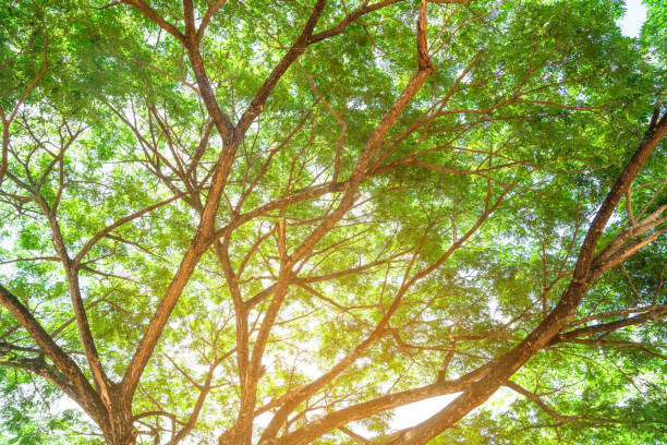 istock Summer green leaves ,forest trees. nature green leaf and  tree branch sunlight background 1156238205