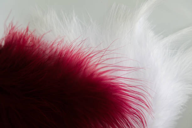 istock Beautiful abstract texture color red gray blue and black feathers on white isolated background and pattern wallpaper 1156238281