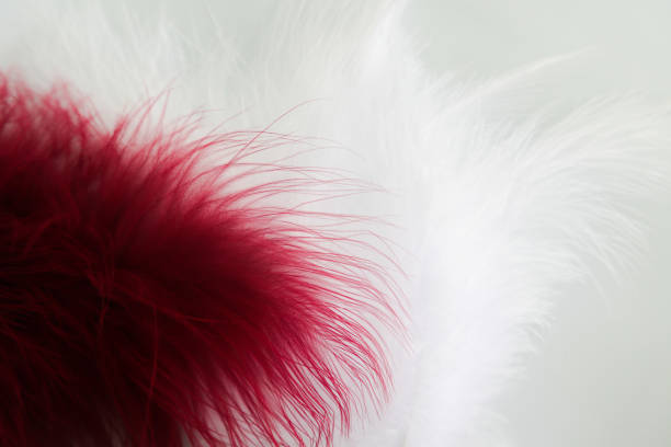 istock Beautiful abstract texture color red gray blue and black feathers on white isolated background and pattern wallpaper 1156238289
