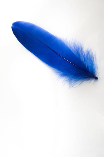 Beautiful abstract texture color red gray blue and black feathers on the white isolated background and pattern wallpaper.