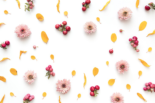 Autumn pattern with pink daisy flowers, berries and yellow leaves on white background. Copy space. Flat lay.