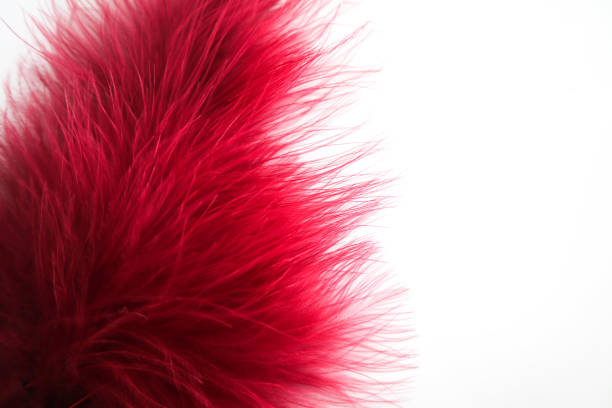 istock Beautiful abstract texture color red gray blue and black feathers on white isolated background and pattern wallpaper 1156239108