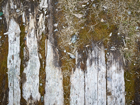 Abstract wood board background. Old wooden panel banner with copy space. Dirty aged hardwood texture. Rotten and rough wood plank.