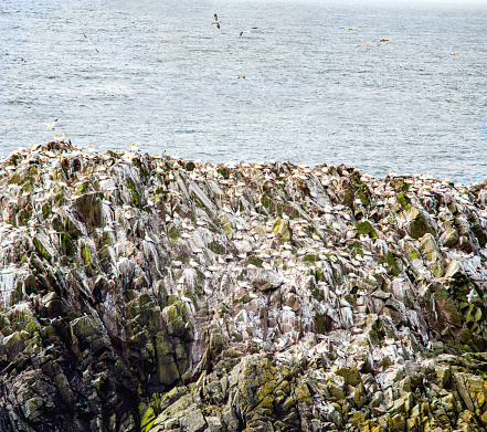 Gannets on rock in Saltee Islands. Ireland.