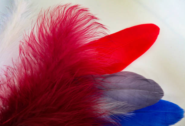 istock Beautiful abstract texture color red gray blue and black feathers on white isolated background and pattern wallpaper 1156239389