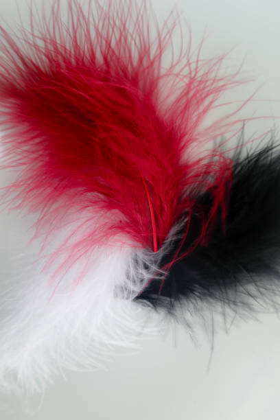 istock Beautiful abstract texture color red gray blue and black feathers on white isolated background and pattern wallpaper 1156239408