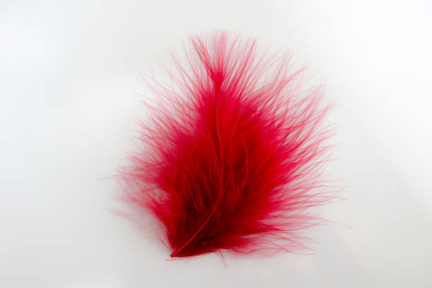 istock Beautiful abstract texture color red gray blue and black feathers on white isolated background and pattern wallpaper 1156239590