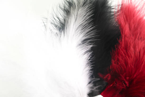 istock Beautiful abstract texture color red gray blue and black feathers on white isolated background and pattern wallpaper 1156239665