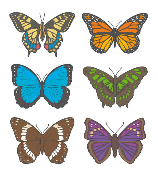 istock Vector illustration drawings of different butterflies, including 'White Admiral', 'Old World Swallowtail', 'Monarch Butterfly', 'Peleides Blue Morpho', 'Malachite Butterfly' and 'Agathina Emperor' 1156240553