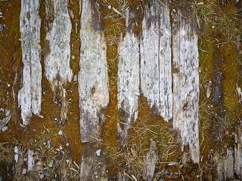 Close-up gray grunge old board wall texture background with moss