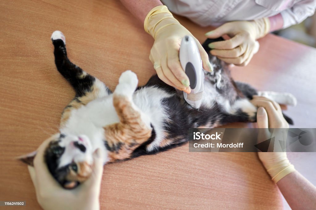 클리퍼와 면도 울 중성화 수술을 위해 준비중인 고양이 중성화에 대한 스톡 사진 및 기타 이미지 - 중성화, 가축, 건강관리와 의술 - iStock 클리퍼와 면도 울 중성화 수술을 위해 준비중인 고양이 중성화에 대한 스톡 사진 및 기타 이미지 - 중성화, 가축, 건강관리와 의술 - Istock