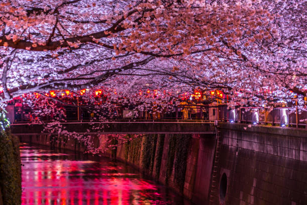 istock Cherry blossoms of the Meguro River 1156241557