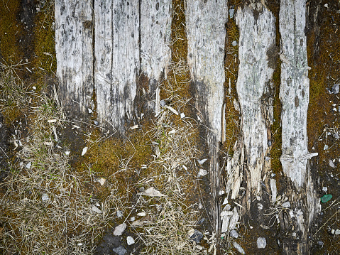 Close-up gray grunge old board wall texture background with moss