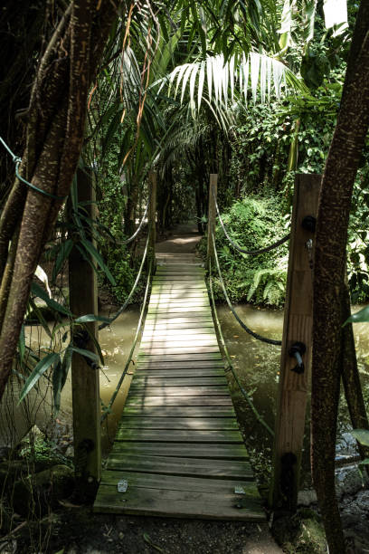 istock Old wooden bridge on a green jungle forest on a walkway 1156241737