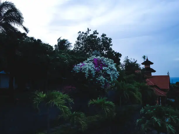 Natural Gardens View In The Middle Of Buddhist Temple In The Evening At Brahmavihara Arama Monastery, North Bali, Indonesia