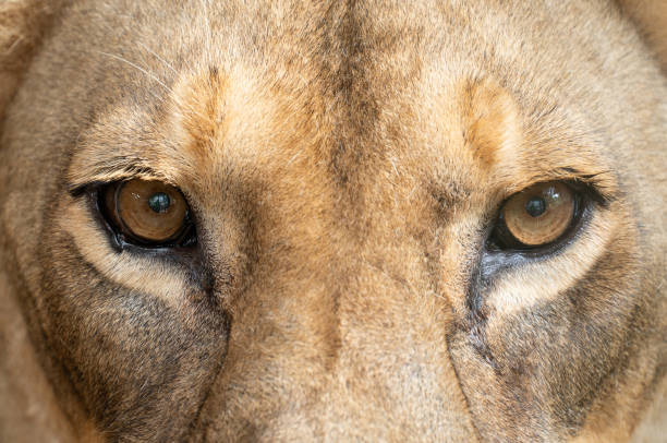 istock female african lion (Panthera leo) eyes close up 1156245105