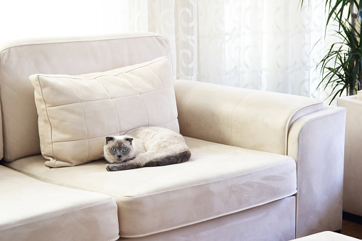 Scottish fold  white cat lying on sofa