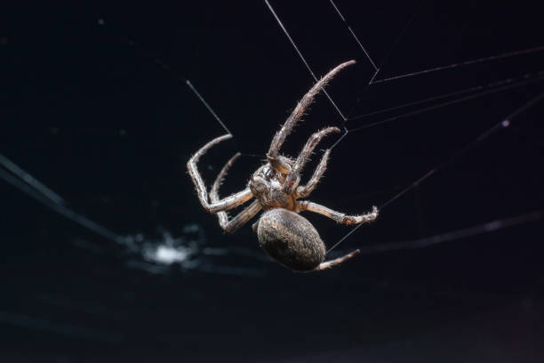 istock Big hairy scary spider on the web. Side view. 1156246072