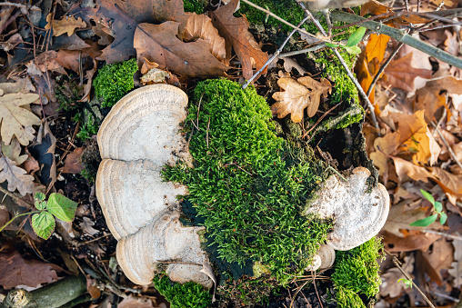 Top view of a white fungus and fresh green moss on the top of a tree stump. The photo was taken in a Dutch nature reserve on a sunny day in the winter season.