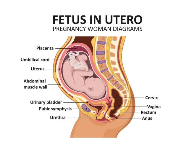 Vector illustration of Fetus in utero. Pregnancy women diagrams Pregnant female anatomy