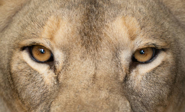 istock female african lion (Panthera leo) eyes close up 1156248248
