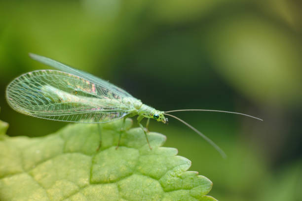 istock A small tiny butterfly Green lacewings, Chrysopidae with thin transparent mesh wings. Side view. 1156248458