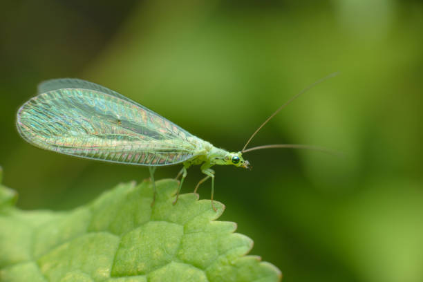 A small tiny butterfly Green lacewings, Chrysopidae with thin transparent mesh wings. Side view.