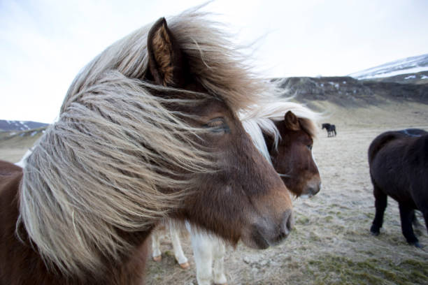 istock wild iceland horses 1156248575