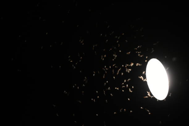 istock Gnat around a lamp at night 1156249629