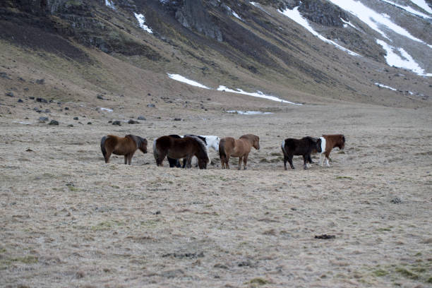 istock wild iceland horses 1156250763