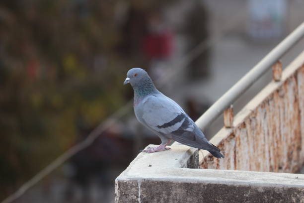 istock pigeon n the terrace 1156251845