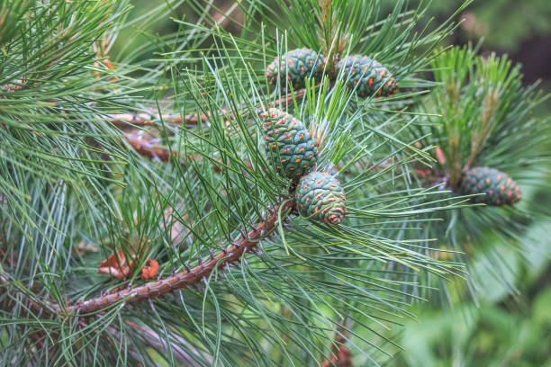 istock Young and green cones on pine branches 1156252469
