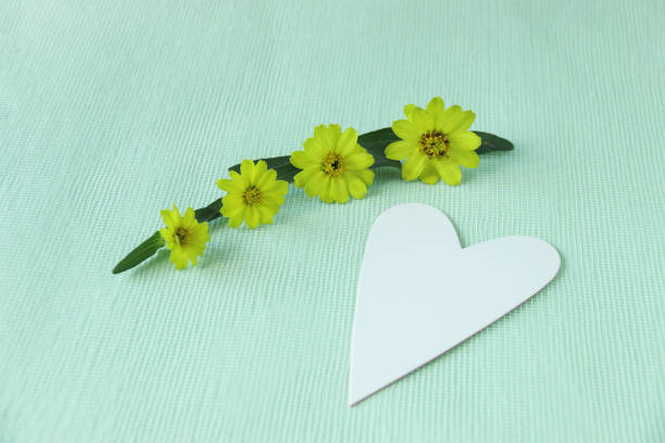 istock Zinnia elegans and herart 1156252516