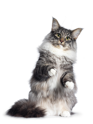 Adorable young Norwegian Forestcat, sitting on hind paws facing front. Looking curious at lens. Isolated on white background.