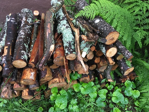 Small pile of wood with green plants