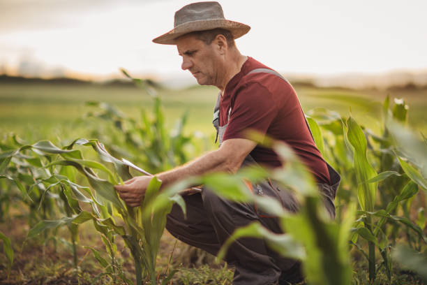 istock Senior farmer examining quality of corn before harvest 1156253910