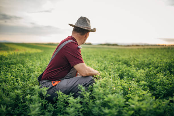 istock Senior farmer with hat examining crops 1156254155