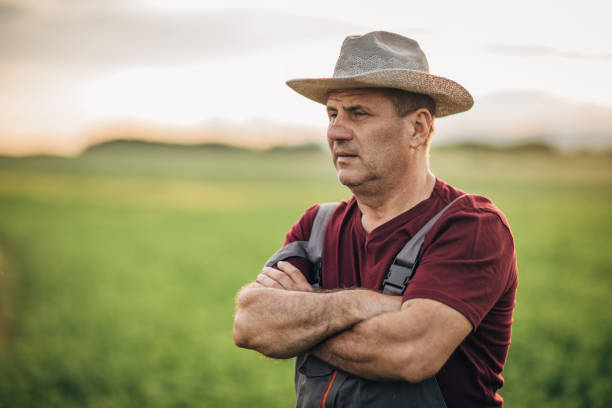 istock Senior farmer standing in corn field 1156254300