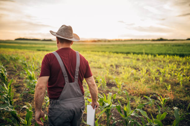 istock Senior walking farmer in corn field holding papers 1156255114