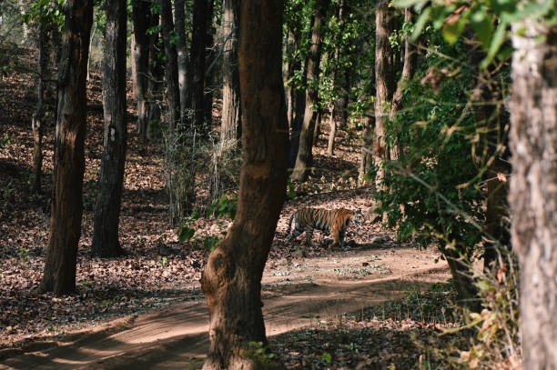 istock Tigress walking through Bandhavgarh national park 1156255228