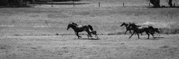 istock horses on the pasture 1156255343