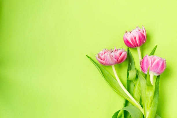 istock Three pink tulip flowers lying on a green background. 1156255502