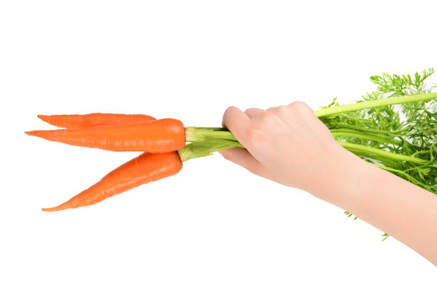 istock Fresh orange carrot in woman hands on a white background. 1156256176