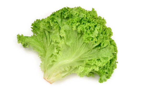 istock Iceberg lettuce isolated on white background. 1156256177